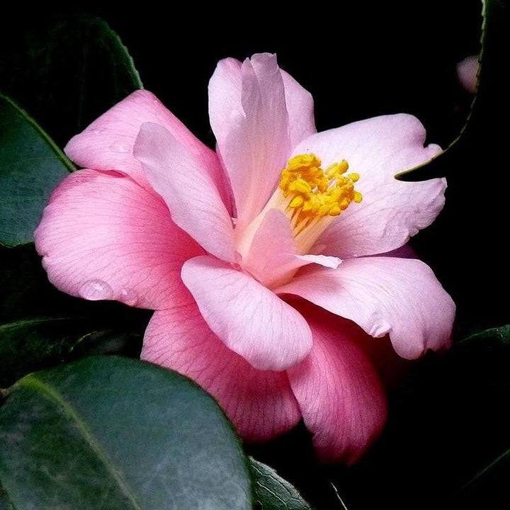 Camellia japonica 'Berenice Boddy' ~ Berenice Boddy Camellia-ServeScape