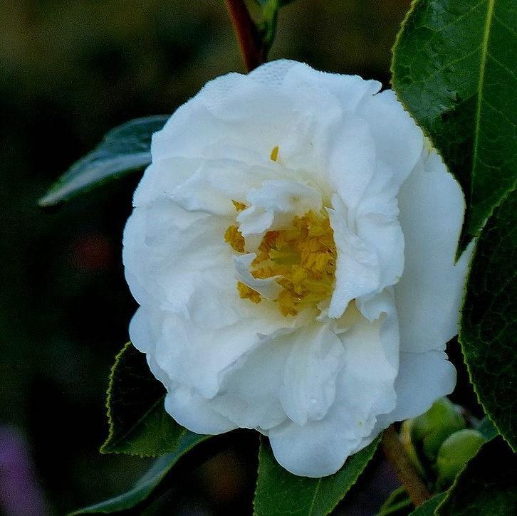 Camellia japonica 'Bessie Battle' ~ Bessie Battle Camellia-ServeScape