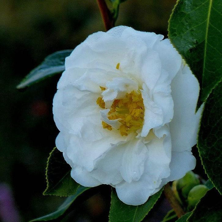Camellia japonica 'Bessie Battle' ~ Bessie Battle Camellia-ServeScape