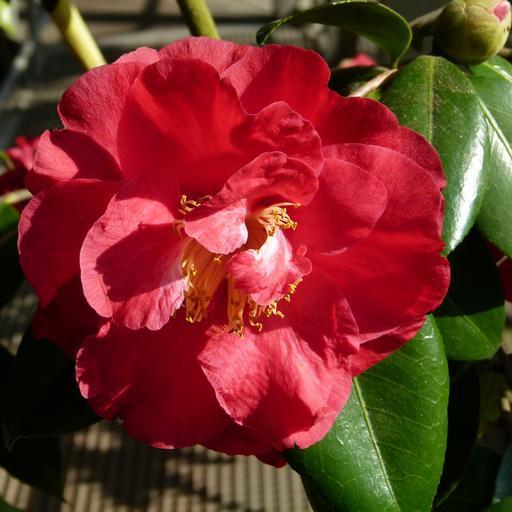 Camellia japonica 'Blood of China' ~ Blood of China Camellia-ServeScape