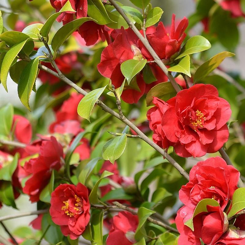 Camellia japonica 'Blood of China' ~ Blood of China Camellia-ServeScape