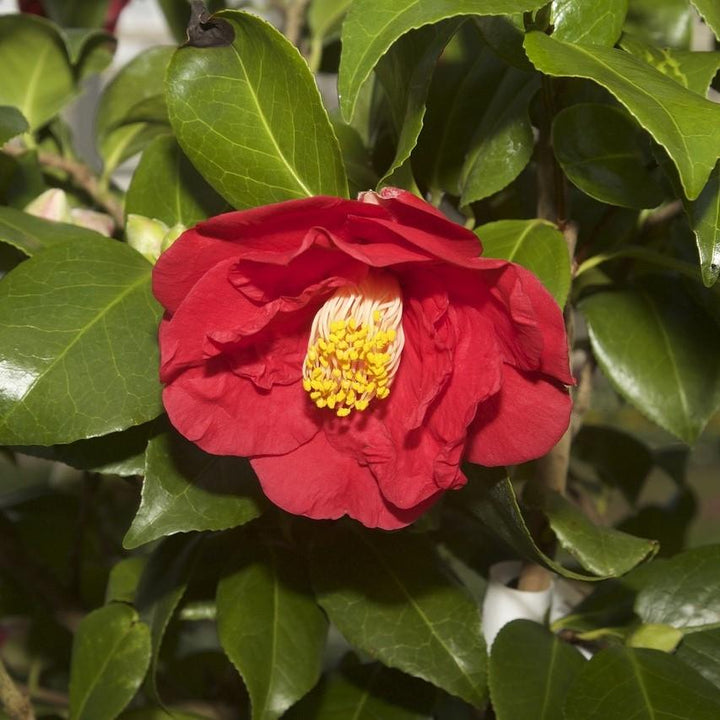 Camellia japonica 'Don Mac' ~ Don Mac Camellia-ServeScape