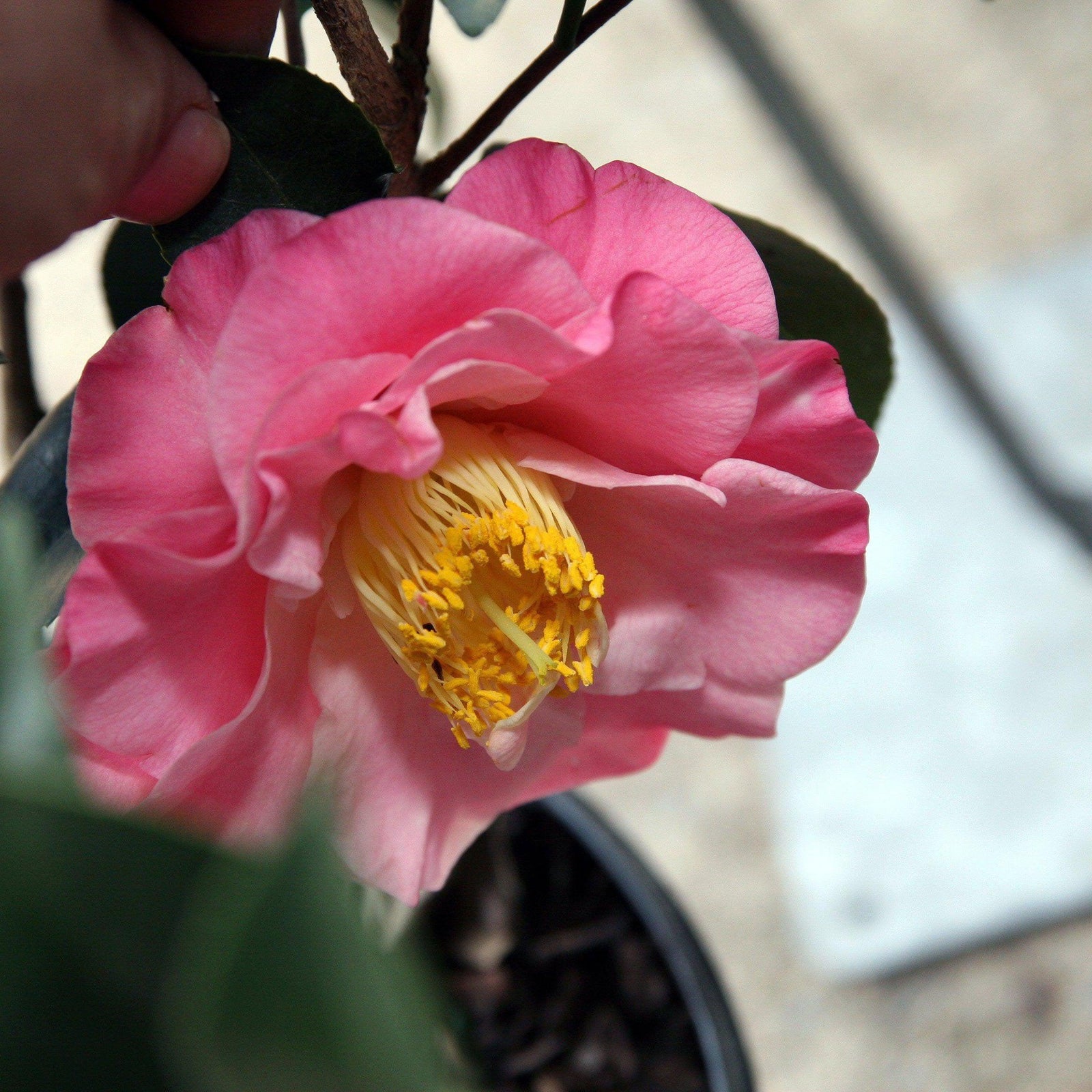Camellia japonica 'Dr Tinsley' ~ Dr. Tinsley Camellia - Delivered By ServeScape