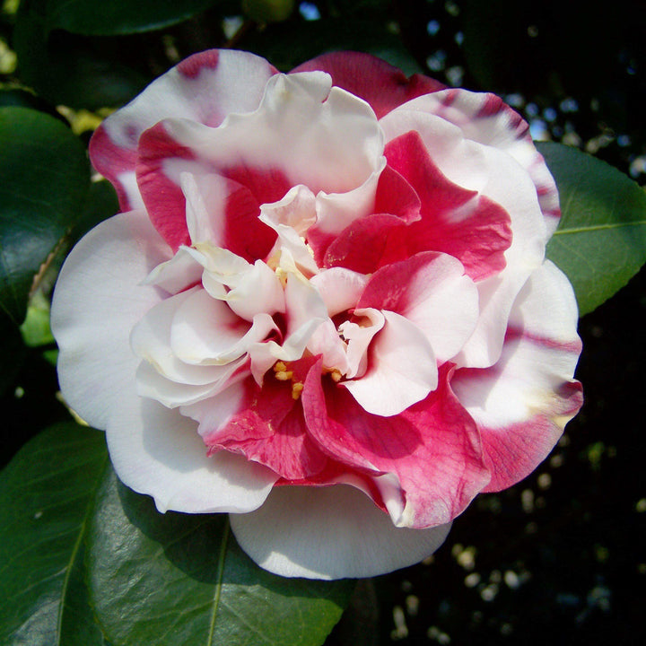 Camellia japonica 'Governor Mouton' ~ Governor Mouton Camellia-ServeScape