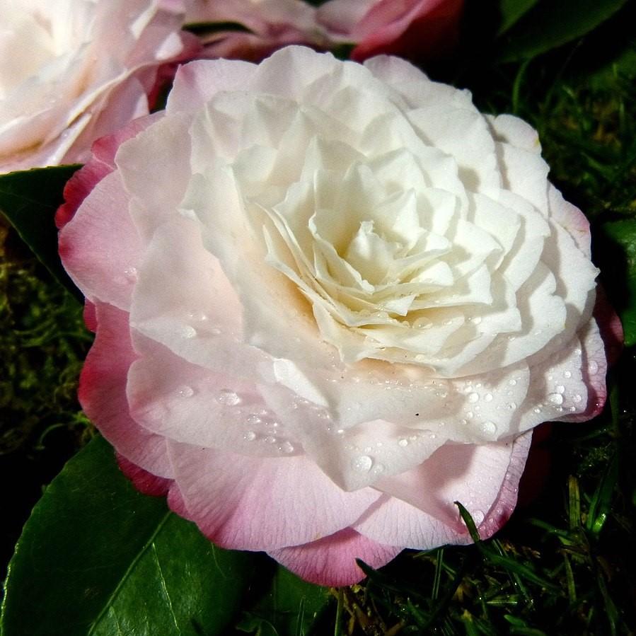 Camellia japonica 'Grace Albritton' ~ Grace Albritton Camellia-ServeScape