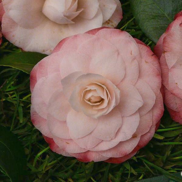 Camellia japonica 'Grace Albritton' ~ Grace Albritton Camellia-ServeScape