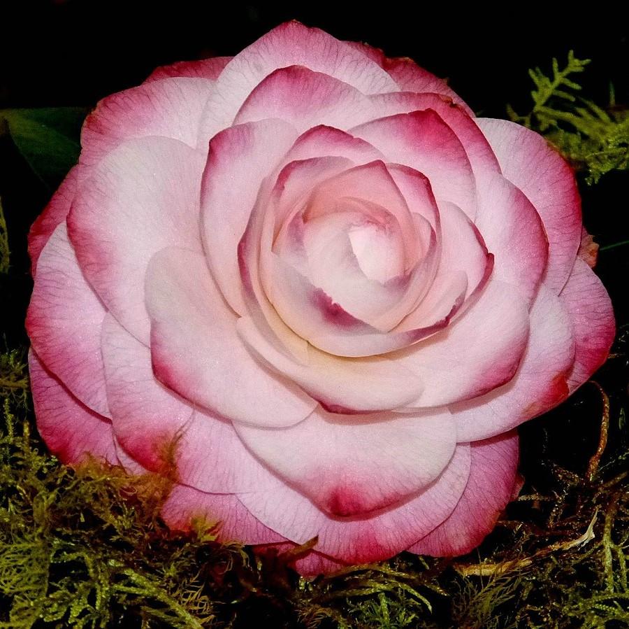 Camellia japonica 'Grace Albritton' ~ Grace Albritton Camellia-ServeScape