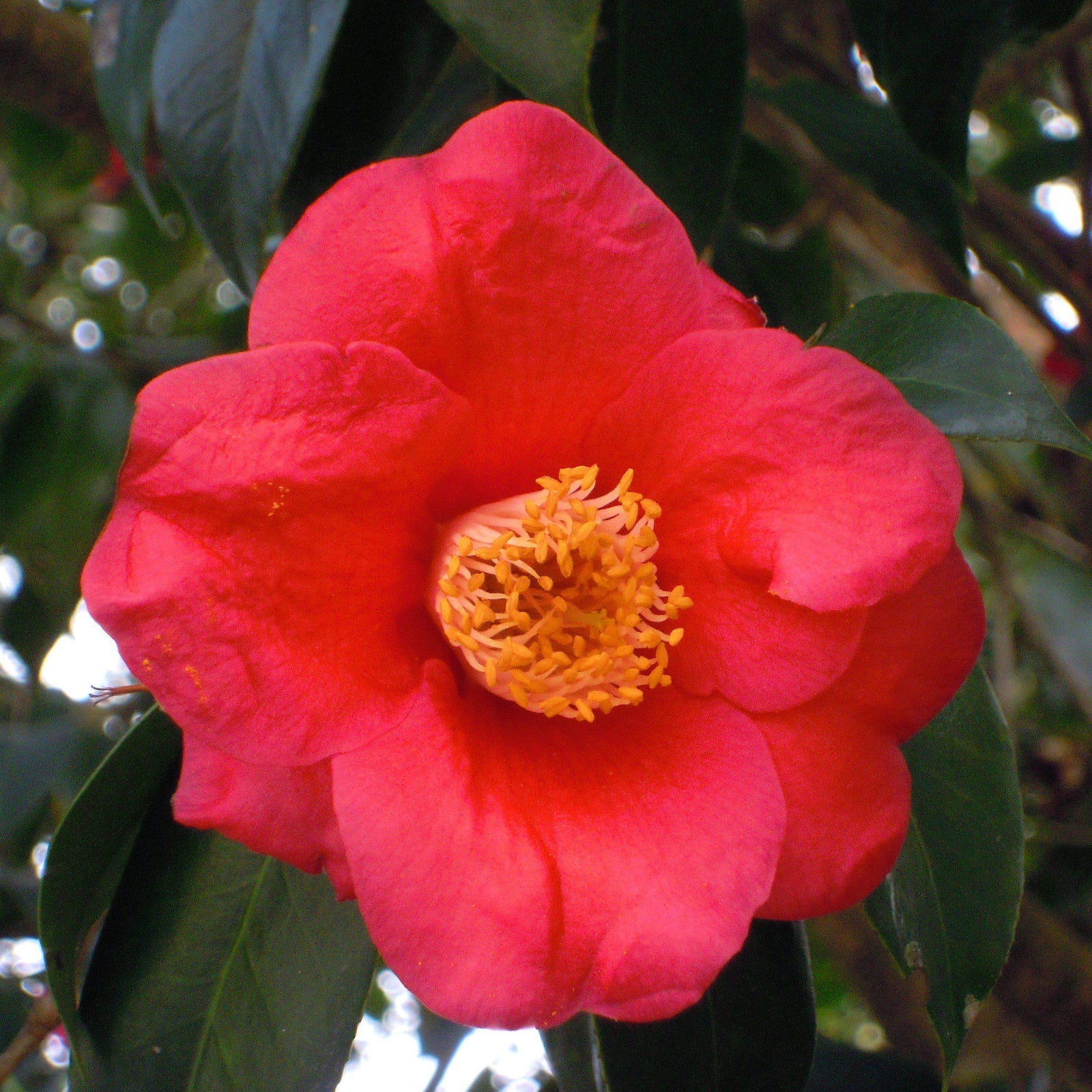 Camellia japonica 'Greensboro Red' ~ Greensboro Red Camellia-ServeScape