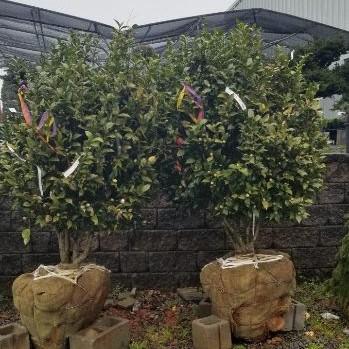 Camellia japonica 'Jury's Yellow' ~ Jury's Yellow Camellia-ServeScape