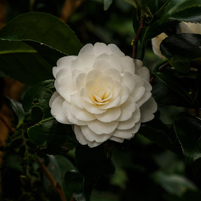 Camellia japonica 'Jury's Yellow' ~ Jury's Yellow Camellia-ServeScape