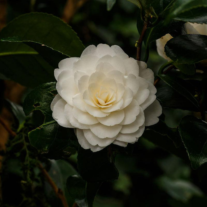 Camellia japonica 'Jury's Yellow' ~ Jury's Yellow Camellia-ServeScape