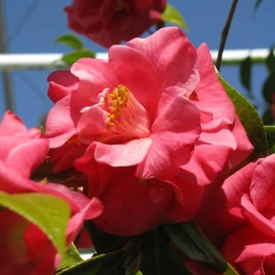 Camellia japonica 'Kramer's Supreme' ~ Kramer's Supreme Camellia-ServeScape