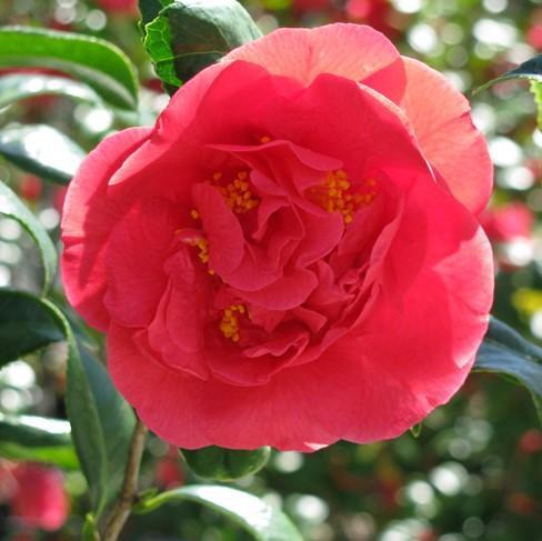 Camellia japonica 'Kramer's Supreme' ~ Kramer's Supreme Camellia-ServeScape