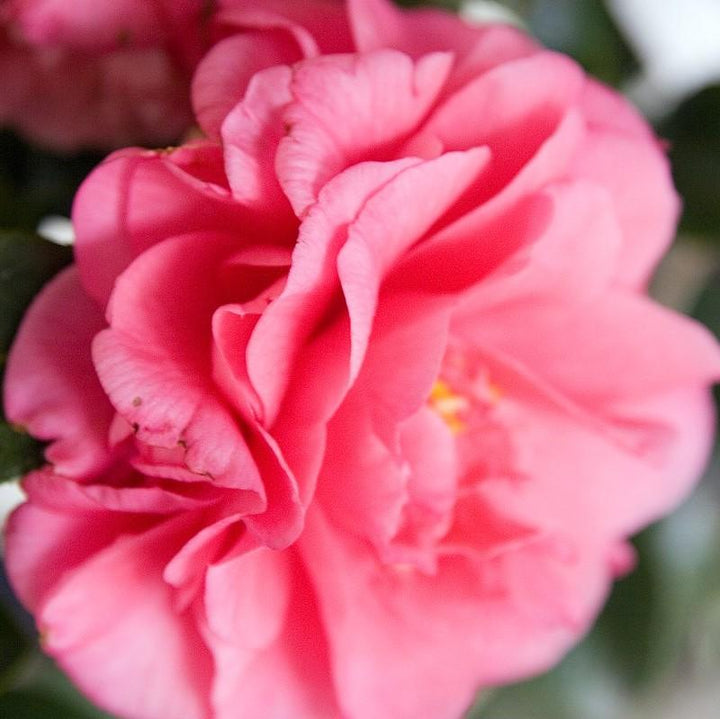 Camellia japonica 'Kumasaka' ~ Kumasaka Camellia-ServeScape