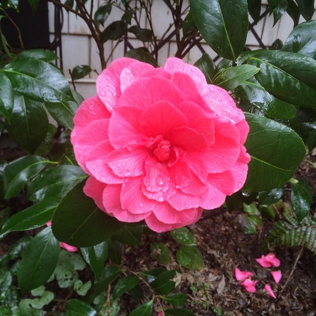 Camellia japonica 'Kumasaka' ~ Kumasaka Camellia-ServeScape