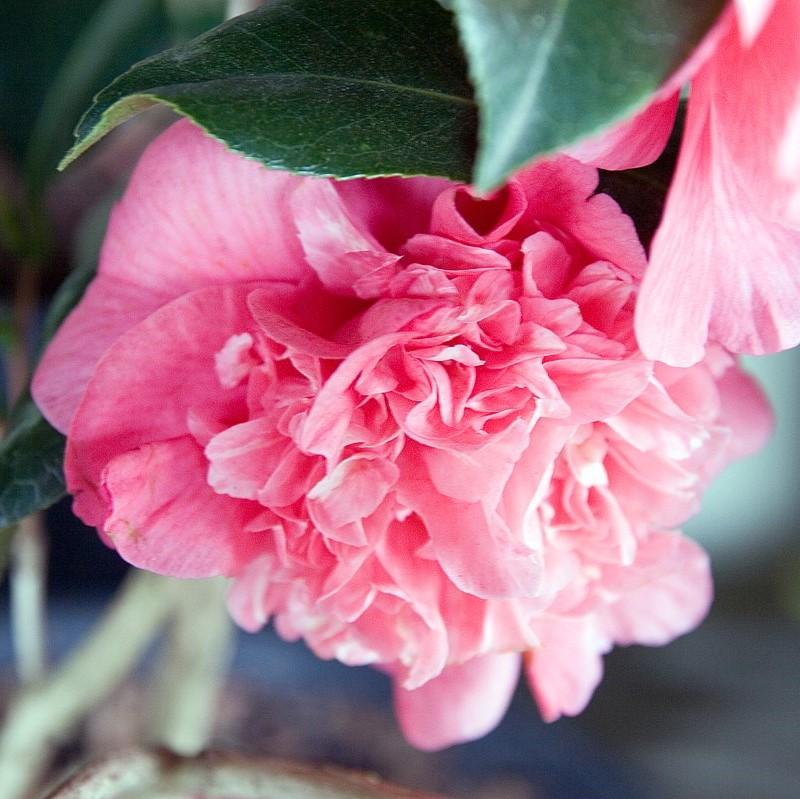 Camellia japonica 'Kumasaka' ~ Kumasaka Camellia-ServeScape