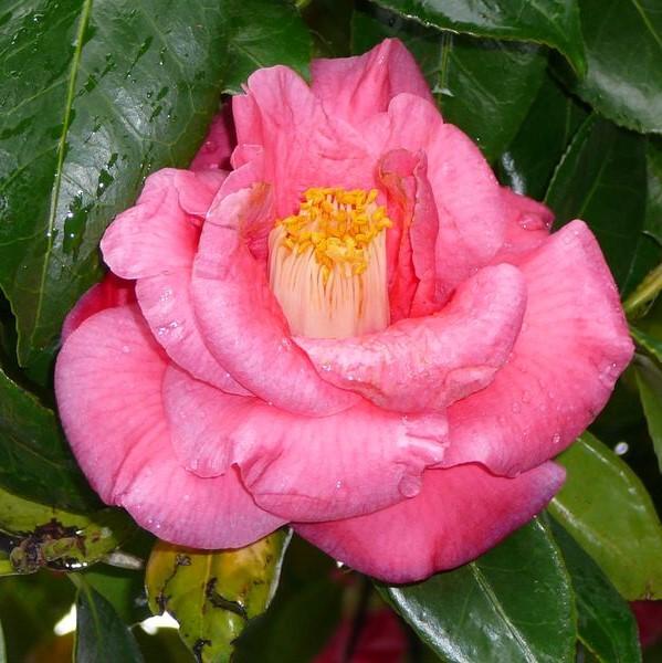 Camellia japonica 'Lady Clare' ~ Lady Clare Camellia-ServeScape