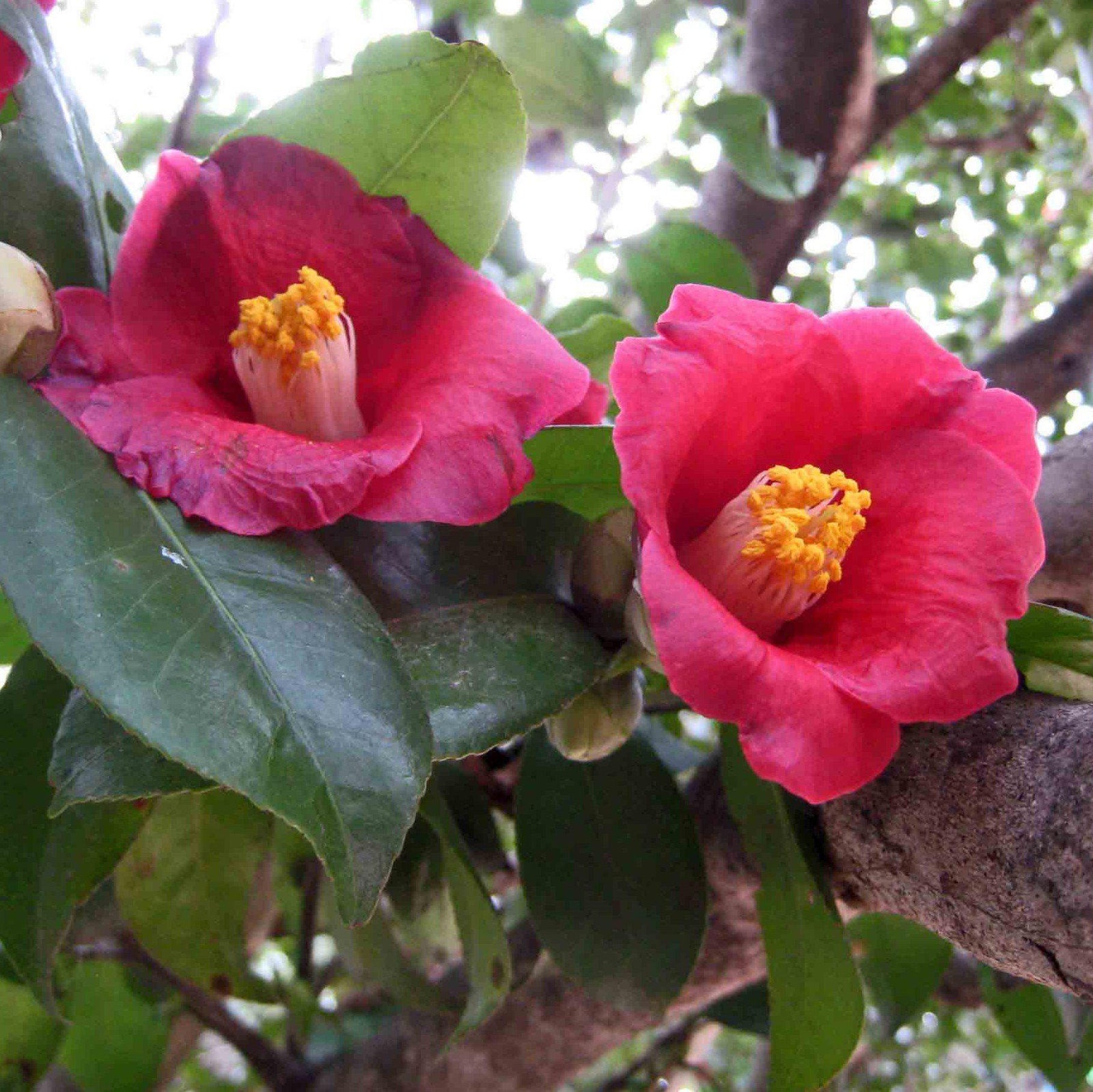 Camellia japonica 'Lady Clare' ~ Lady Clare Camellia-ServeScape