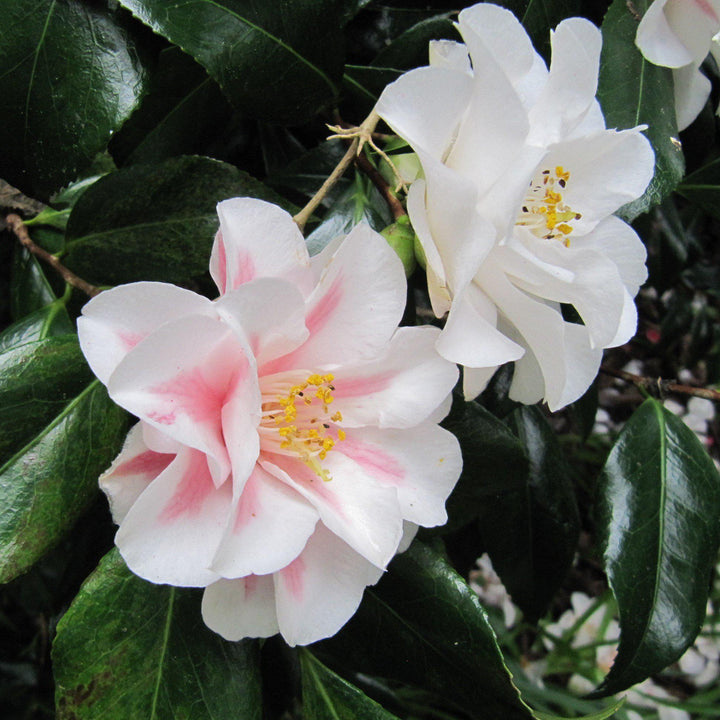 Camellia japonica 'Lady Vansittart' ~ Lady Vansittart Camellia-ServeScape