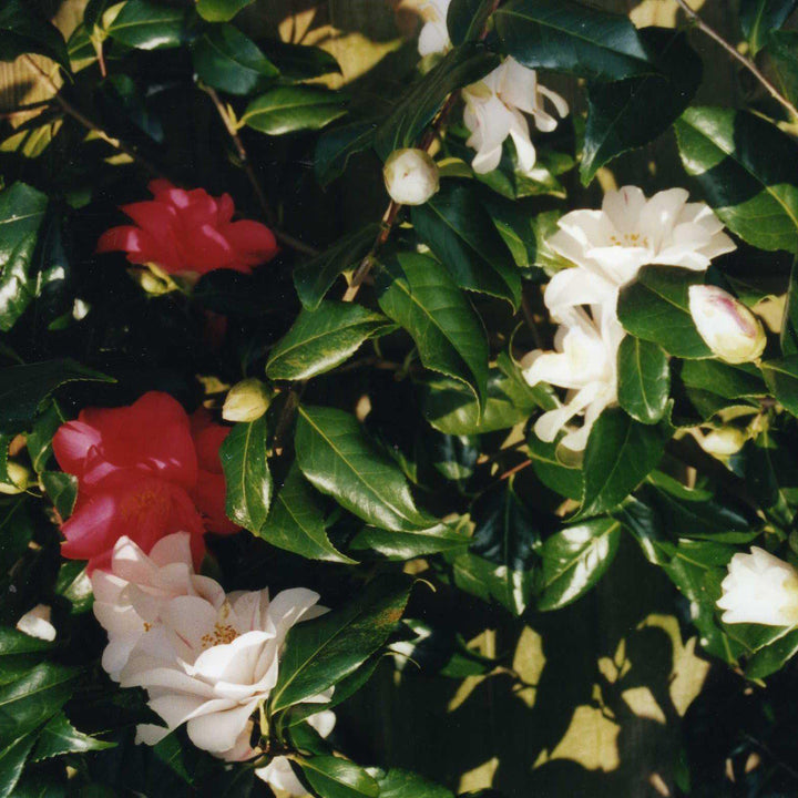 Camellia japonica 'Lady Vansittart' ~ Lady Vansittart Camellia-ServeScape