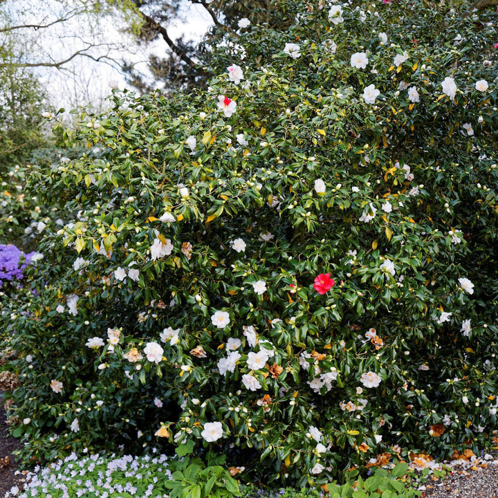 Camellia japonica 'Lady Vansittart' ~ Lady Vansittart Camellia-ServeScape