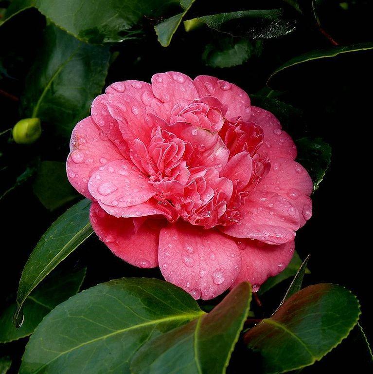 Camellia japonica 'Laura Walker' ~ Laura Walker Camellia-ServeScape