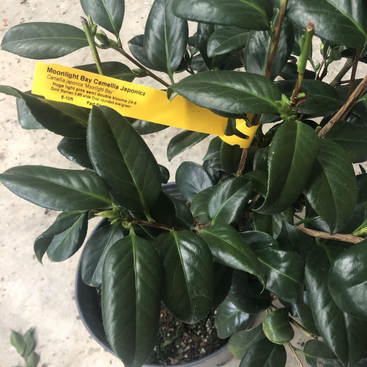 Camellia japonica 'Moonlight Bay' ~ Moonlight Bay Camellia - Delivered By ServeScape