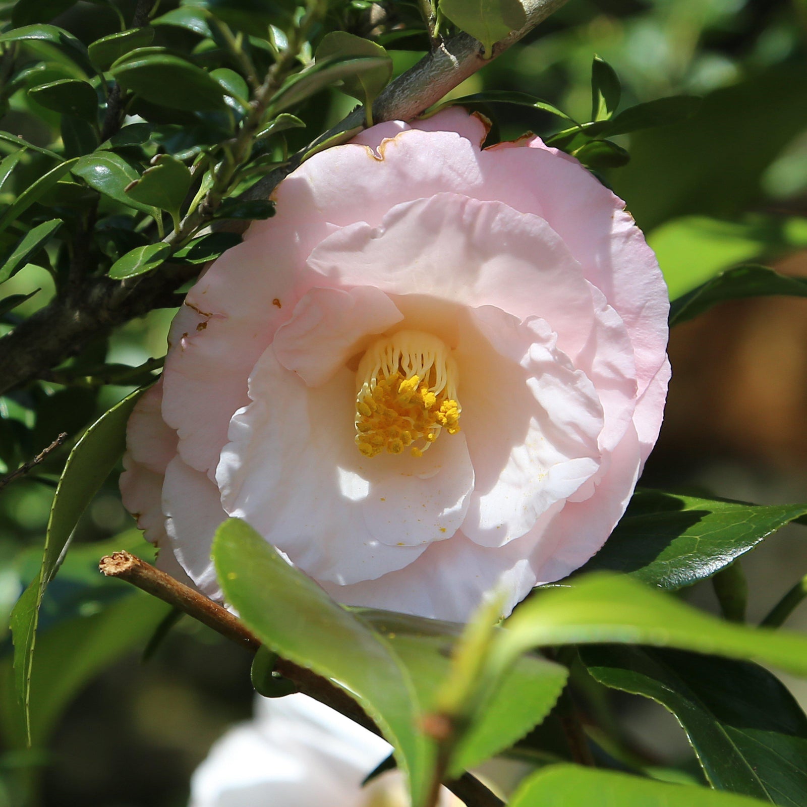 Camellia japonica 'Moonlight Bay' ~ Moonlight Bay Camellia-ServeScape