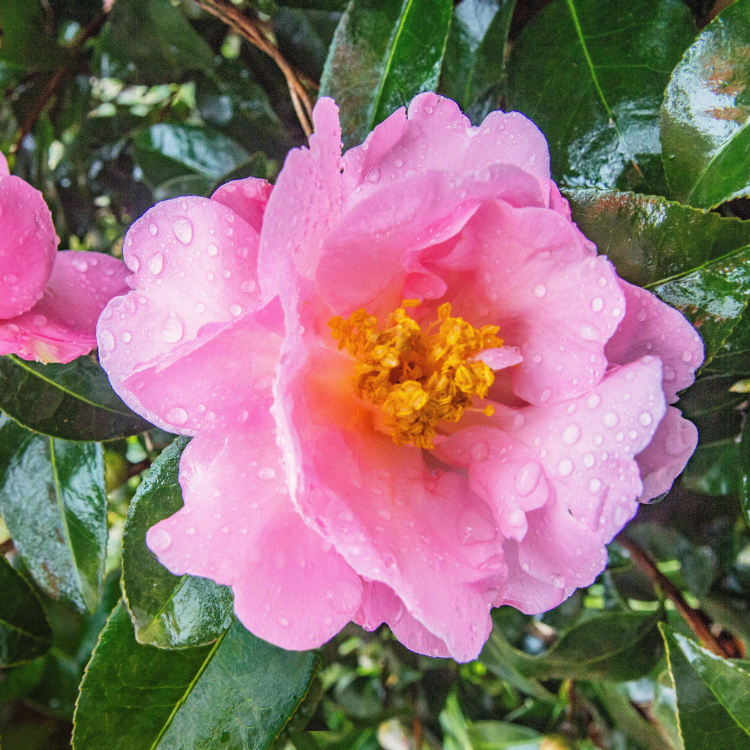 Camellia japonica 'Pink Icicle' ~ Pink Icicle Camellia-ServeScape