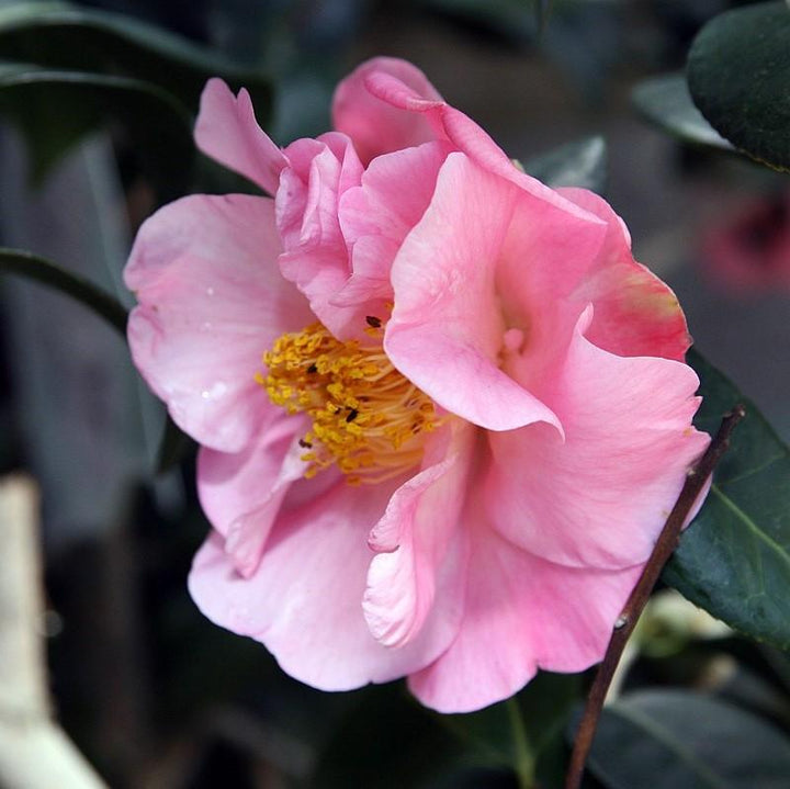 Camellia japonica 'Pink Icicle' ~ Pink Icicle Camellia-ServeScape