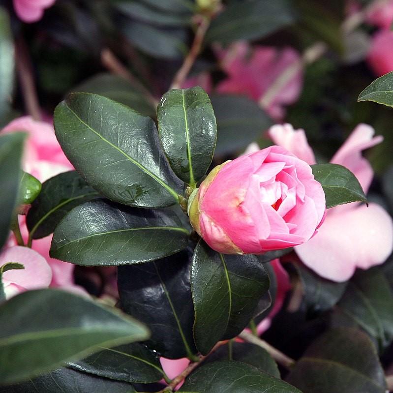 Camellia japonica 'Pink Icicle' ~ Pink Icicle Camellia-ServeScape
