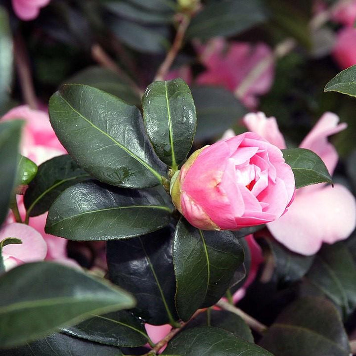 Camellia japonica 'Pink Icicle' ~ Pink Icicle Camellia-ServeScape