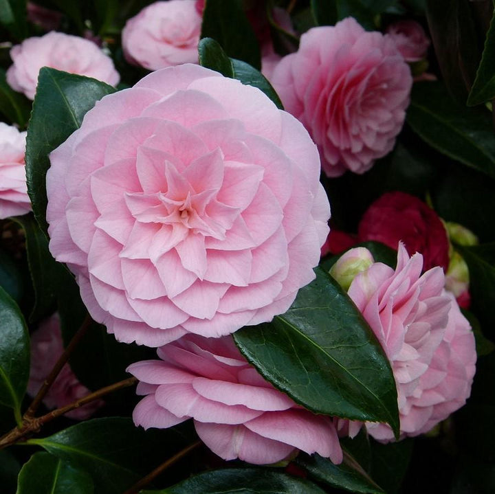 Camellia japonica 'Pink Perfection' ~ Pink Perfection Camellia-ServeScape