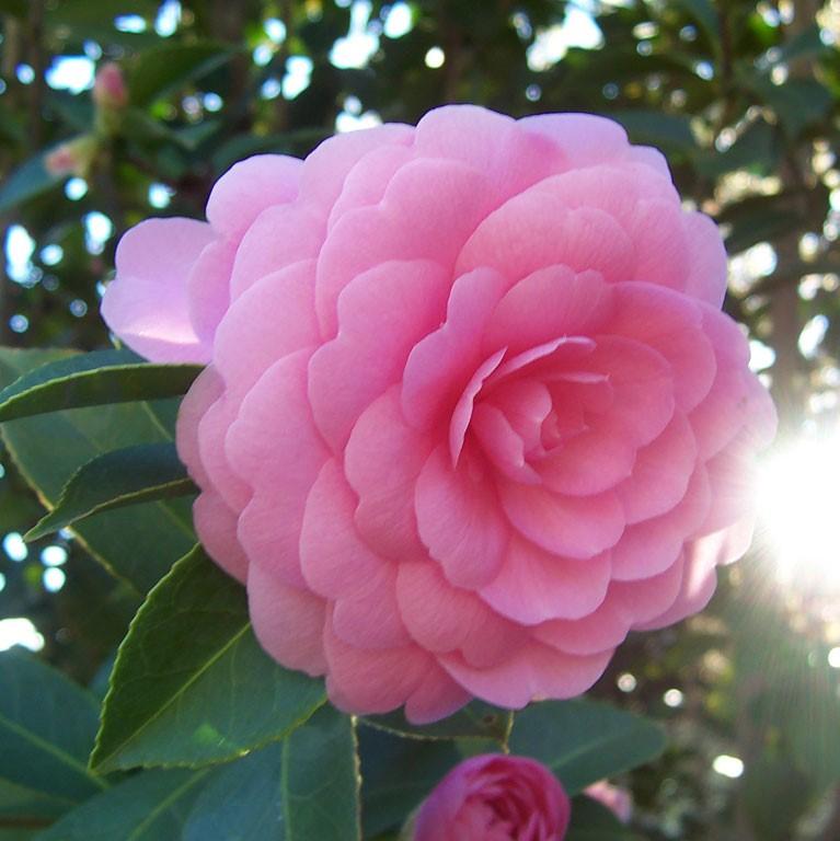 Camellia japonica 'Pink Perfection' ~ Pink Perfection Camellia-ServeScape