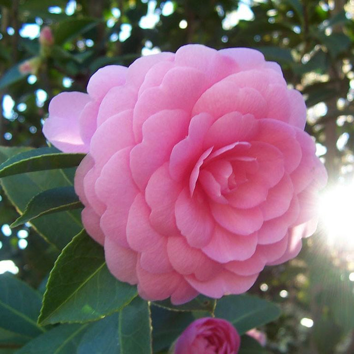 Camellia japonica 'Pink Perfection' ~ Pink Perfection Camellia-ServeScape