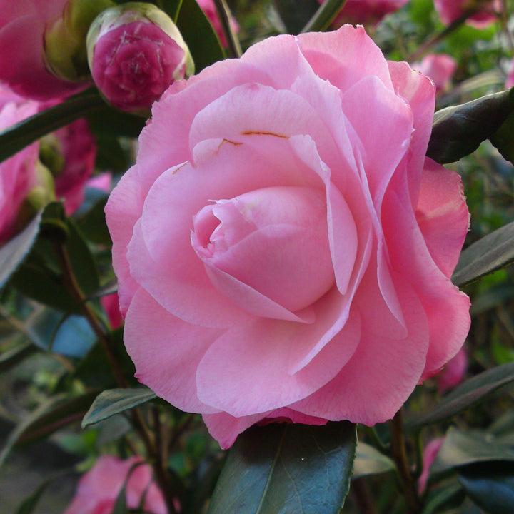 Camellia japonica 'Pink Perfection' ~ Pink Perfection Camellia-ServeScape