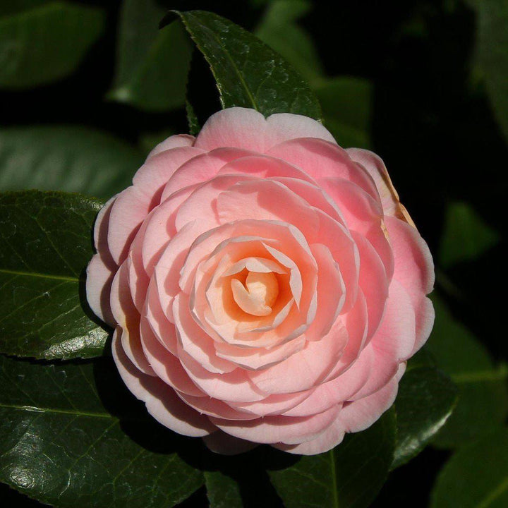 Camellia japonica 'Pink Perfection' ~ Pink Perfection Camellia-ServeScape