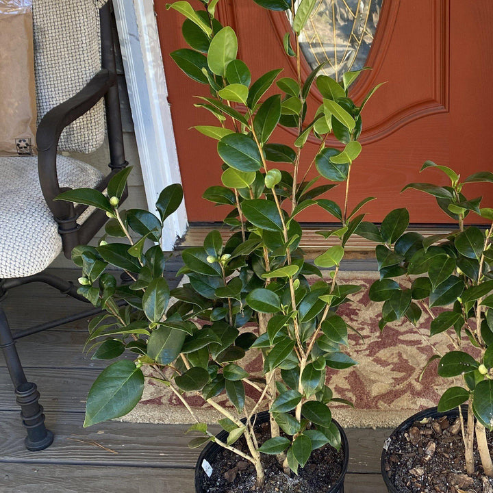 Camellia japonica 'Pink Perfection' ~ Pink Perfection Camellia-ServeScape