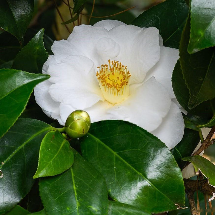 Camellia japonica 'Queen Bessie' ~ Queen Bessie Camellia-ServeScape