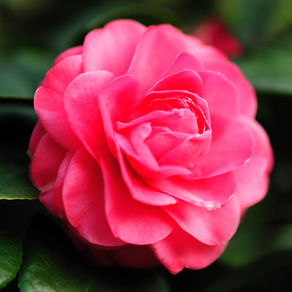 Camellia japonica 'Rosea Plena' ~ Rosea Plena Camellia-ServeScape