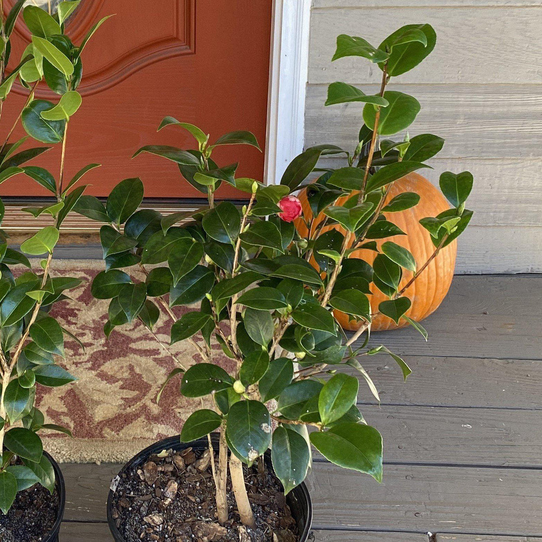 Camellia japonica 'Rosea Plena' ~ Rosea Plena Camellia-ServeScape