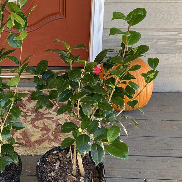Camellia japonica 'Rosea Plena' ~ Rosea Plena Camellia-ServeScape