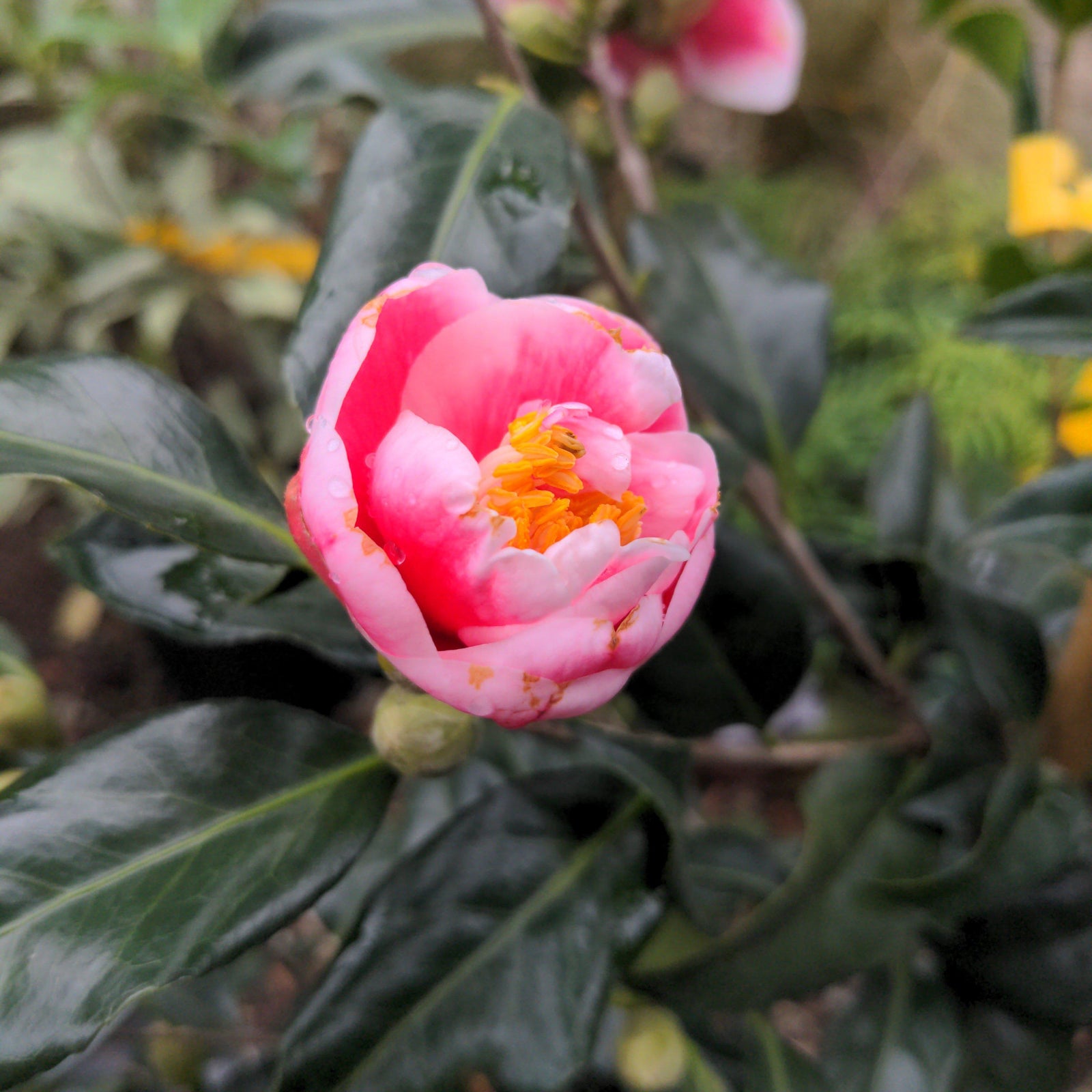 Camellia japonica 'Sadaharu Oh' ~ Sadaharu Oh Camellia-ServeScape