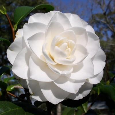 Camellia japonica 'Seafoam' ~ Seafoam Camellia-ServeScape