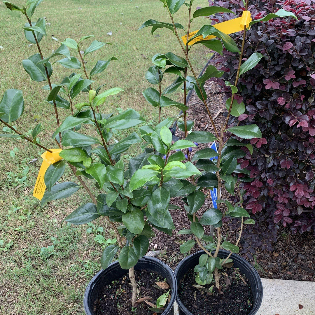 Camellia japonica 'Seafoam' ~ Seafoam Camellia-ServeScape