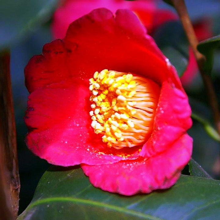 Camellia japonica 'Spring's Promise' ~ Spring's Promise Ice Angels® Camellia - Delivered By ServeScape