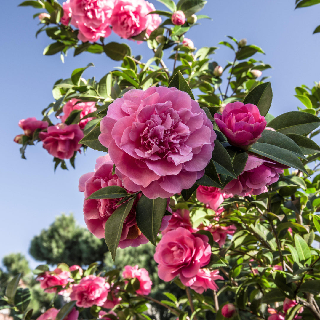 Camellia japonica 'Taylor's Perfection' ~ Taylor's Perfection Camellia-ServeScape