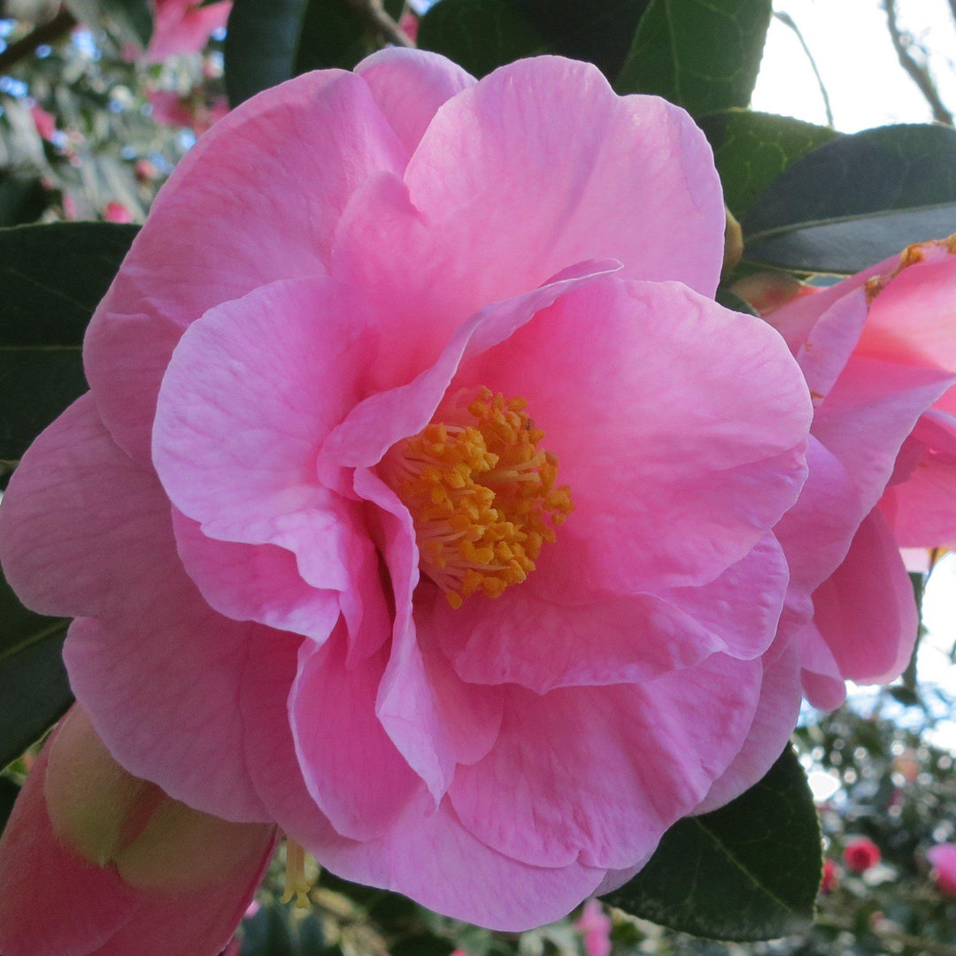 Camellia japonica 'Taylor's Perfection' ~ Taylor's Perfection Camellia-ServeScape