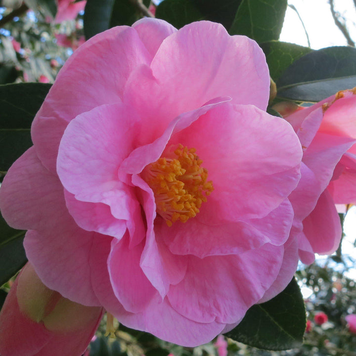 Camellia japonica 'Taylor's Perfection' ~ Taylor's Perfection Camellia-ServeScape
