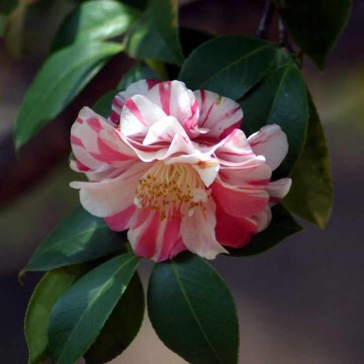Camellia japonica 'Tricolor' ~ Tricolor Camellia-ServeScape